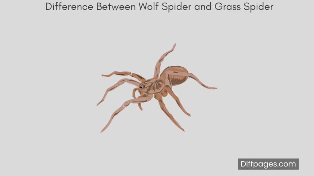 Difference Between Wolf Spider and Grass Spider Featured-Image