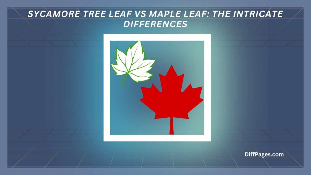 Sycamore Tree Leaf vs Maple Leaf The Intricate Differences Featured Image